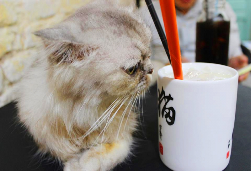 Kuro cat Coffee